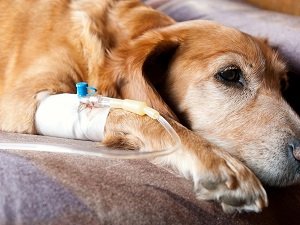 кровь в моче у собаки причины