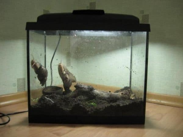 Террариум для ахатин