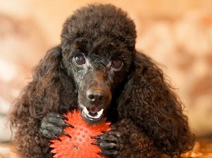 карликовый пудель цена