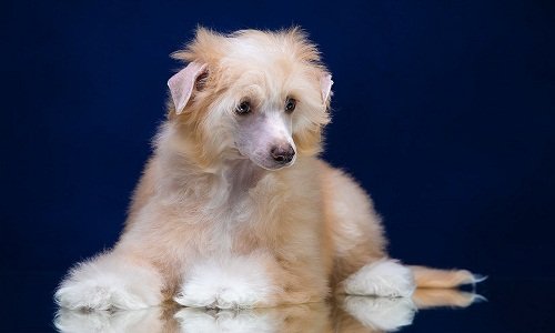 китайская хохлатая собака пуховая