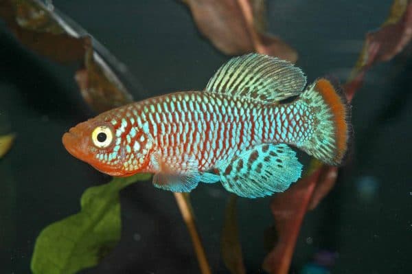 Нотобранхиус описание