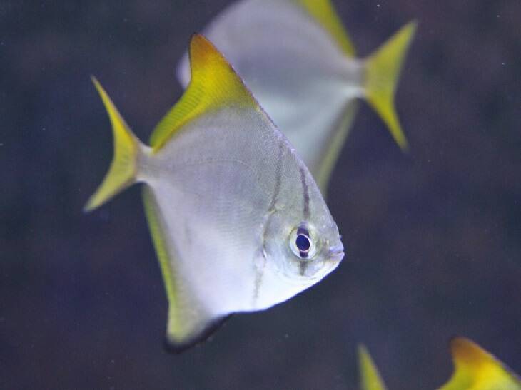 Бело-желтый монодактил