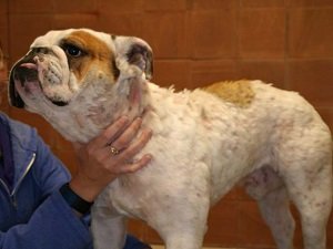 стафилококк у собаки симптомы