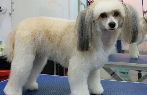 китайская хохлатая собака фото лысая