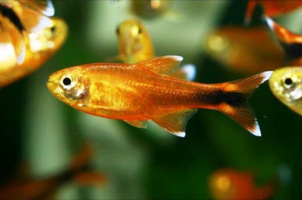 Медная тетра читайте статью