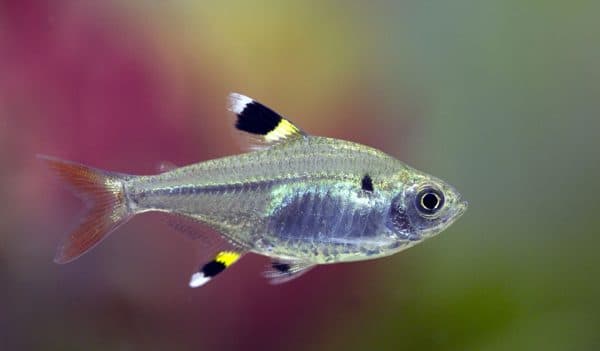 Пристелла описание