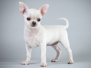 вес чихуахуа стандарт