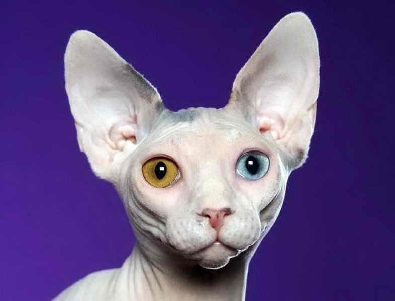 Порода сфинкс: фото кошек без шерсти, описание характера