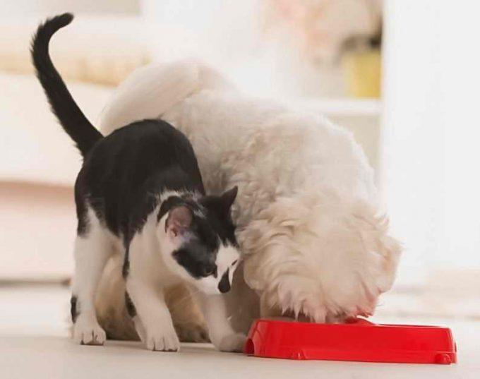 кот ест собачий корм