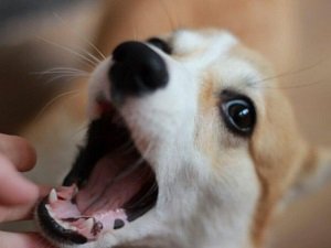 прививка щенку во время смены зубов