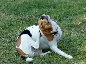 собака сильно чешется но блох нет