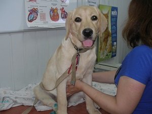 инфекционный гепатит собак