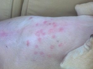 крапивница у собак лечение