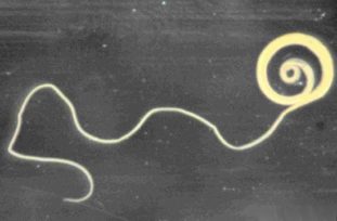 Фото: власоглав