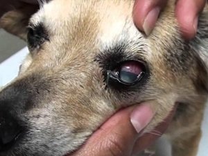 глаукома у собаки лечение
