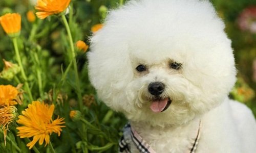 бишон фризе купить