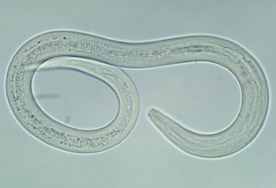 Фото: некатор