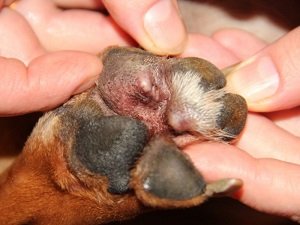 грибок у собаки на лапах фото