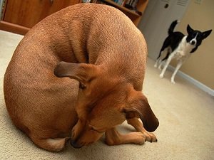 геморрой у собаки симптомы и лечение