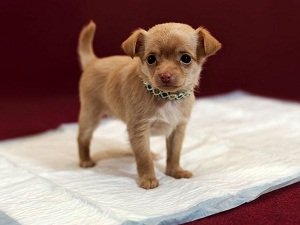 как приучать щенка к туалету на пеленку