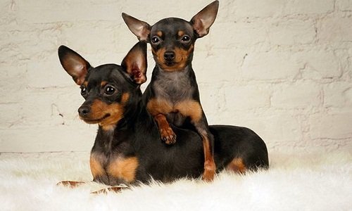 пражский крысарик купить