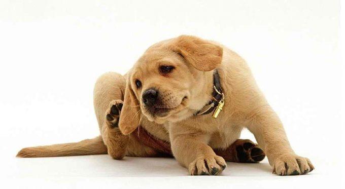 у собаки болит ухо