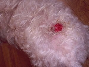 у собаки на спине болячки