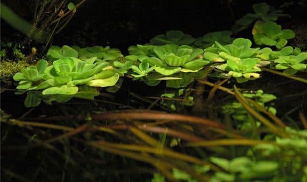 Как размножается пистия