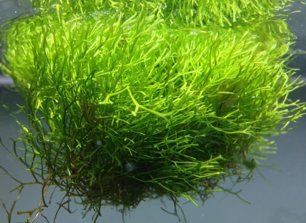 Риччия плавающая