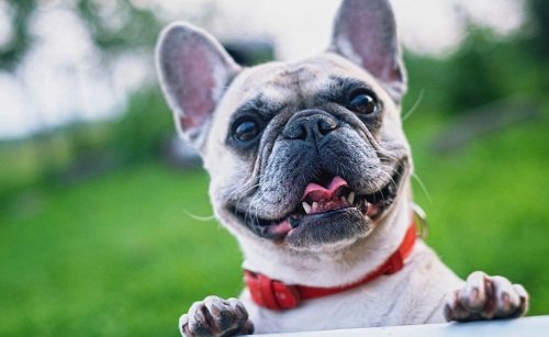 французский бульдог купить щенка