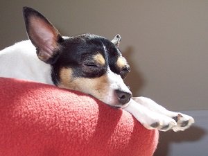 той фокстерьер