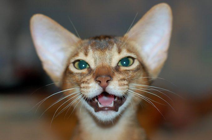 нужно ли кошкам чистить зубы