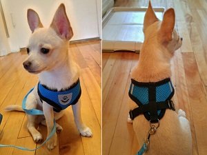 шлейка для собаки своими руками пошагово