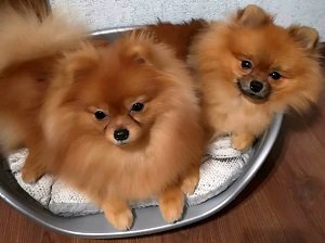 порода цвергшпиц