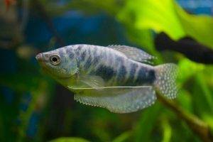 Лабиринтовые породы