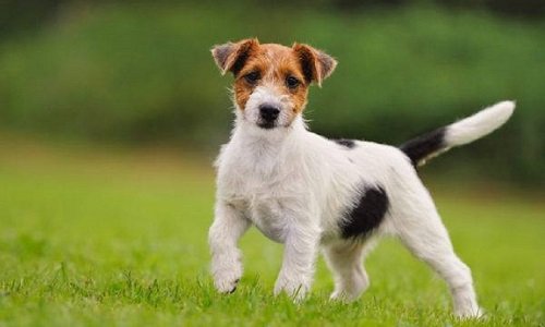 парсон джек рассел терьер