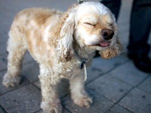 аденовирусная инфекция у собак