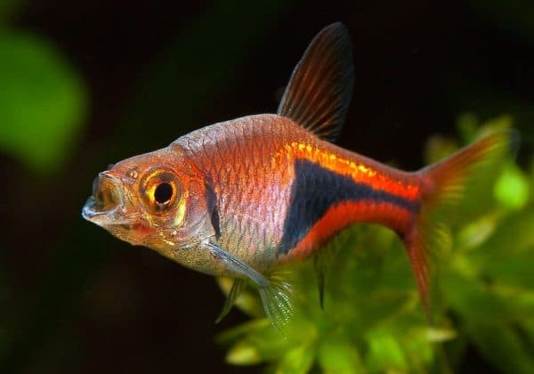 Клинопятнистая расбора описание