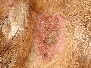 розовый лишай у собак фото лечение