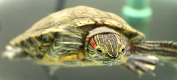 Как определить возраст красноухой черепахи