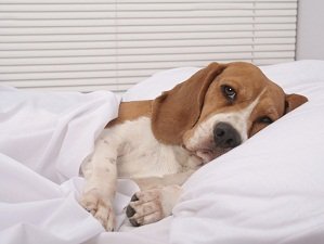 понос у собаки с кровью что делать