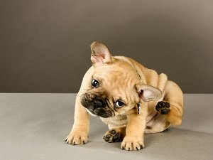 средство от блох для собак