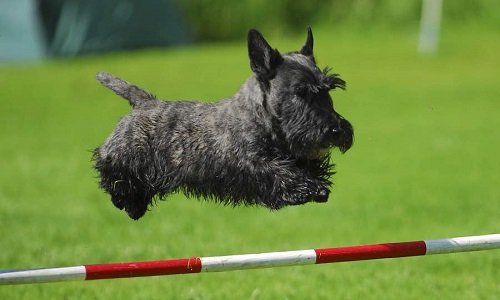 голова скотч терьера груминг