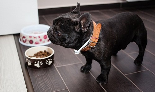 французский бульдог цена