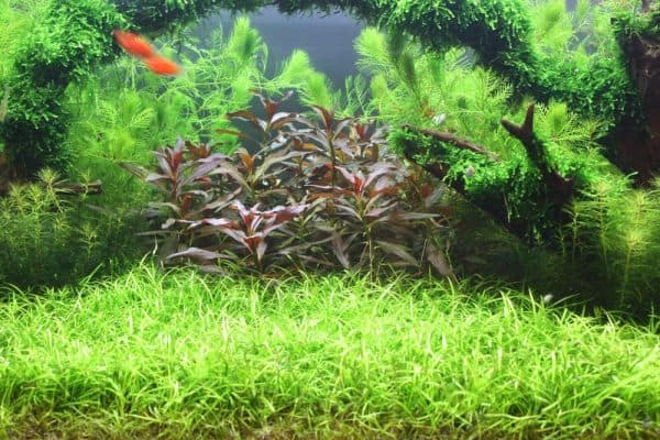 Как правильно высаживать эхинодоруса нежного