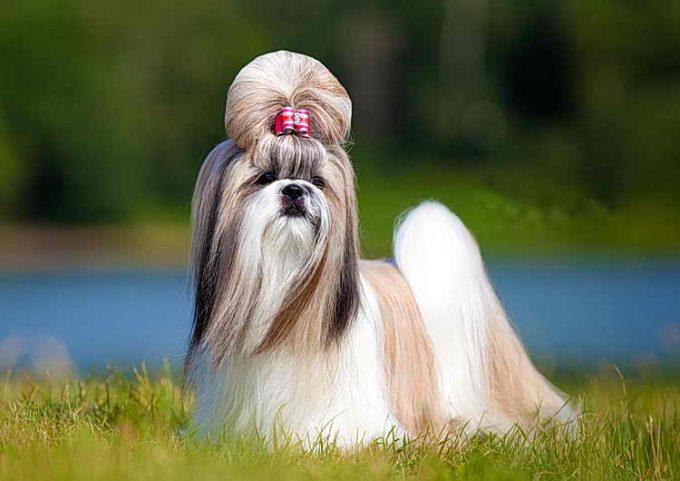 королевская собачка ши-тцу