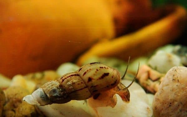 Удивительные улитки мелании