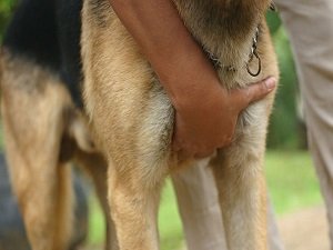 частота пульса собаки