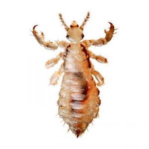 Вошь Человеческая вошь: фото, особенности вида