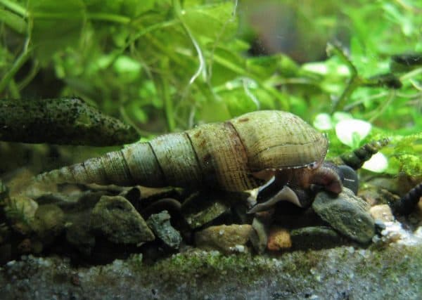 Мелания в аквариуме